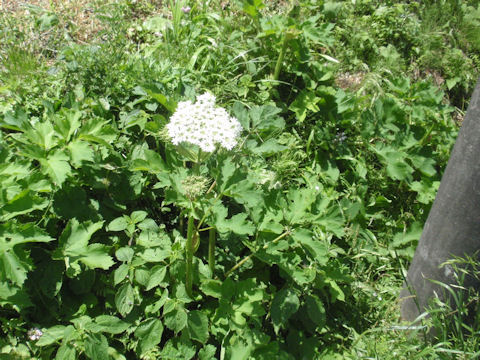 f:id:chuumeikun:20160509041852j:plain f:id:chuumeikun:20160509041852j:plain