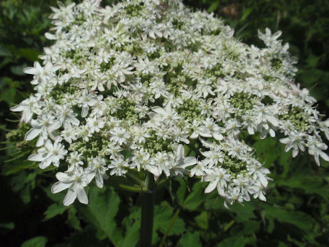 f:id:chuumeikun:20160509041912j:plain f:id:chuumeikun:20160509041912j:plain