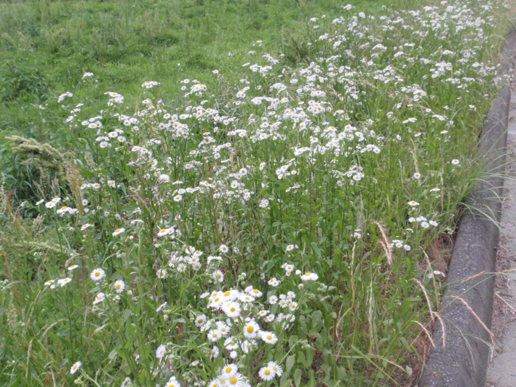 f:id:chuumeikun:20160509051654j:plain f:id:chuumeikun:20160509051654j:plain