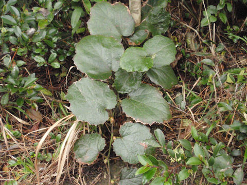 f:id:chuumeikun:20160511021229j:plain f:id:chuumeikun:20160511021229j:plain