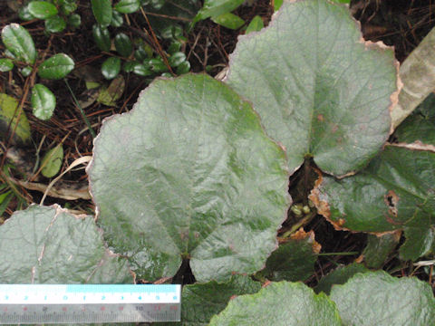 f:id:chuumeikun:20160511021417j:plain f:id:chuumeikun:20160511021417j:plain