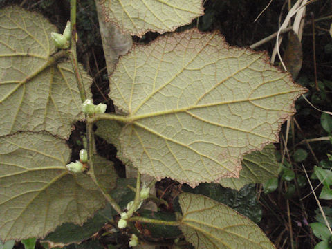 f:id:chuumeikun:20160511021431j:plain f:id:chuumeikun:20160511021431j:plain