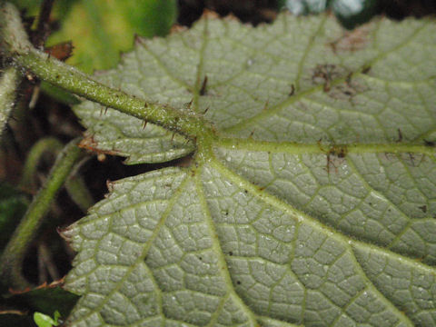 f:id:chuumeikun:20160511021453j:plain f:id:chuumeikun:20160511021453j:plain