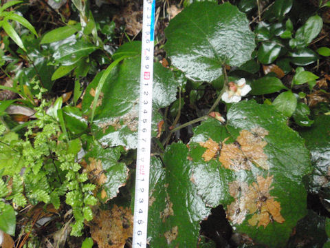 f:id:chuumeikun:20160511021528j:plain f:id:chuumeikun:20160511021528j:plain