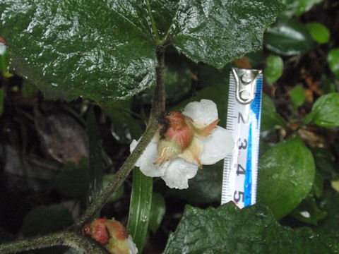 f:id:chuumeikun:20160511021554j:plain f:id:chuumeikun:20160511021554j:plain