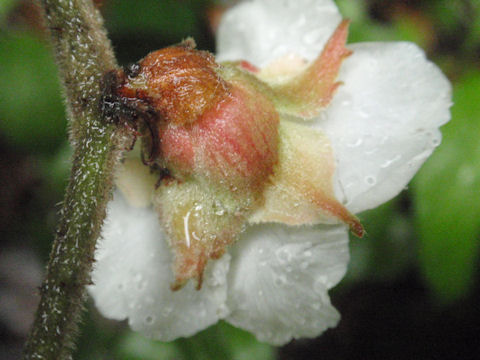 f:id:chuumeikun:20160511021634j:plain f:id:chuumeikun:20160511021634j:plain