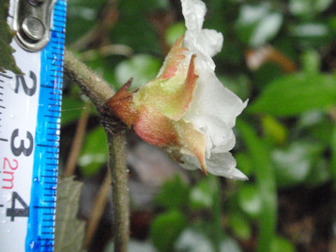 f:id:chuumeikun:20160511021727j:plain f:id:chuumeikun:20160511021727j:plain