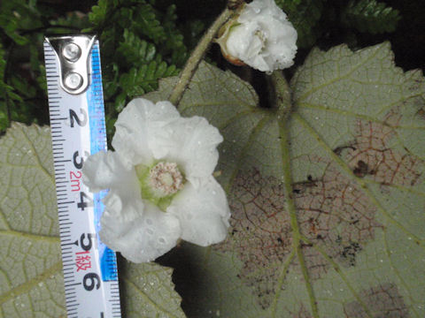 f:id:chuumeikun:20160511021750j:plain f:id:chuumeikun:20160511021750j:plain