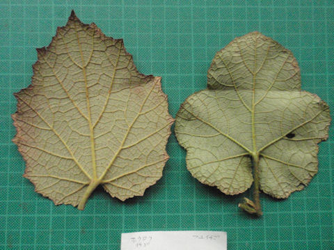 f:id:chuumeikun:20160511021827j:plain f:id:chuumeikun:20160511021827j:plain