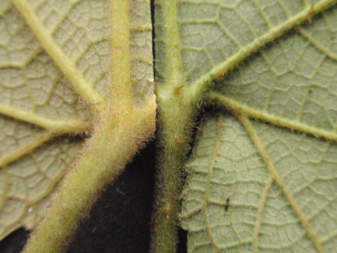 f:id:chuumeikun:20160511021851j:plain f:id:chuumeikun:20160511021851j:plain