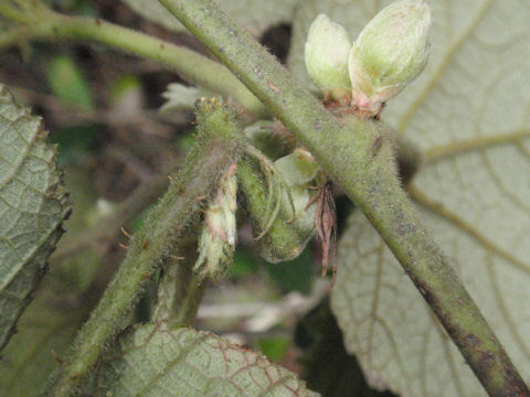 f:id:chuumeikun:20160511021913j:plain f:id:chuumeikun:20160511021913j:plain