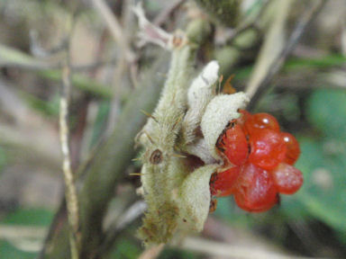 f:id:chuumeikun:20160511023744j:plain f:id:chuumeikun:20160511023744j:plain