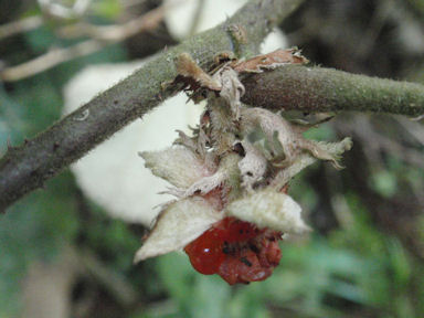 f:id:chuumeikun:20160511023812j:plain f:id:chuumeikun:20160511023812j:plain