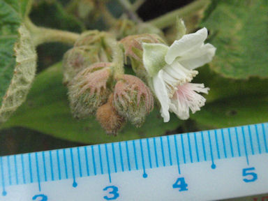 f:id:chuumeikun:20160511023917j:plain f:id:chuumeikun:20160511023917j:plain