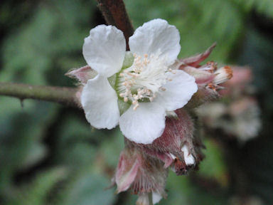 f:id:chuumeikun:20160511023938j:plain f:id:chuumeikun:20160511023938j:plain