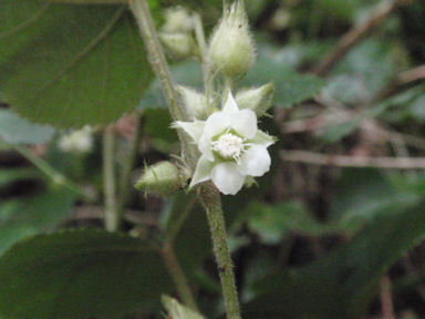 f:id:chuumeikun:20160511024005j:plain f:id:chuumeikun:20160511024005j:plain