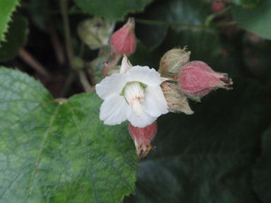 f:id:chuumeikun:20160511024108j:plain f:id:chuumeikun:20160511024108j:plain