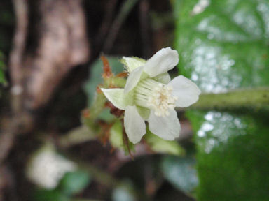 f:id:chuumeikun:20160511024525j:plain f:id:chuumeikun:20160511024525j:plain