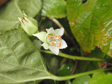 f:id:chuumeikun:20160511024635j:plain f:id:chuumeikun:20160511024635j:plain