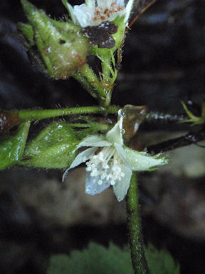 f:id:chuumeikun:20160511024751j:plain f:id:chuumeikun:20160511024751j:plain