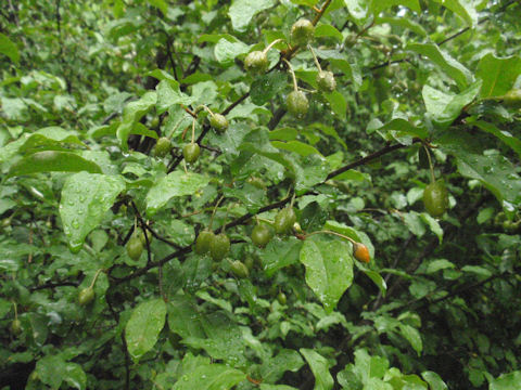 f:id:chuumeikun:20160511025122j:plain f:id:chuumeikun:20160511025122j:plain