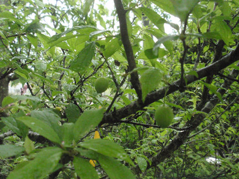 f:id:chuumeikun:20160511025142j:plain f:id:chuumeikun:20160511025142j:plain