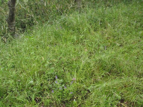 f:id:chuumeikun:20160511025307j:plain f:id:chuumeikun:20160511025307j:plain