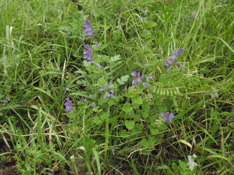 f:id:chuumeikun:20160511025327j:plain f:id:chuumeikun:20160511025327j:plain