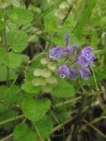 f:id:chuumeikun:20160512002628j:plain f:id:chuumeikun:20160512002628j:plain