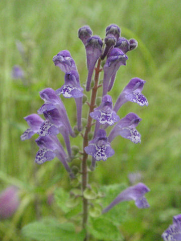 f:id:chuumeikun:20160512002702j:plain f:id:chuumeikun:20160512002702j:plain