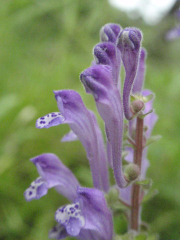 f:id:chuumeikun:20160512002718j:plain f:id:chuumeikun:20160512002718j:plain