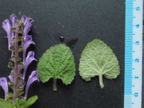 f:id:chuumeikun:20160512002832j:plain f:id:chuumeikun:20160512002832j:plain