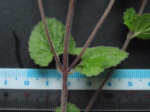 f:id:chuumeikun:20160512002856j:plain f:id:chuumeikun:20160512002856j:plain