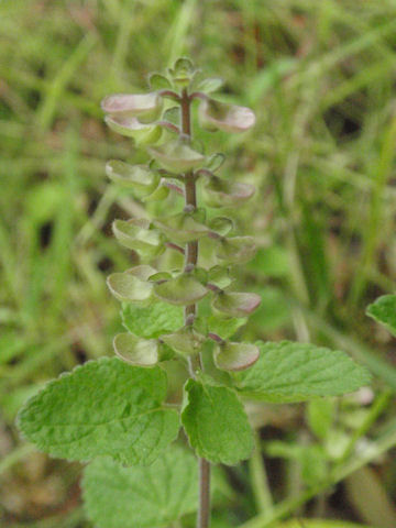 f:id:chuumeikun:20160512003031j:plain f:id:chuumeikun:20160512003031j:plain