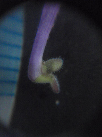 f:id:chuumeikun:20160512003053j:plain f:id:chuumeikun:20160512003053j:plain