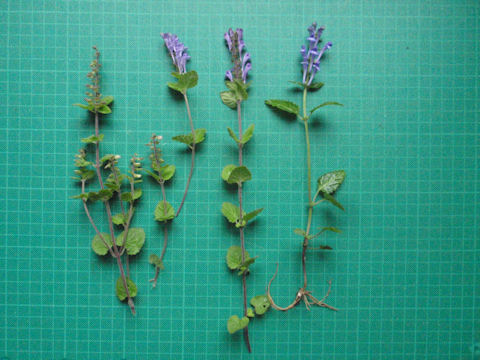 f:id:chuumeikun:20160512003418j:plain f:id:chuumeikun:20160512003418j:plain