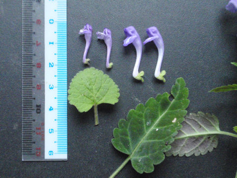 f:id:chuumeikun:20160512004644j:plain f:id:chuumeikun:20160512004644j:plain