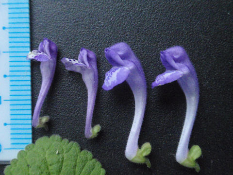 f:id:chuumeikun:20160512004704j:plain f:id:chuumeikun:20160512004704j:plain