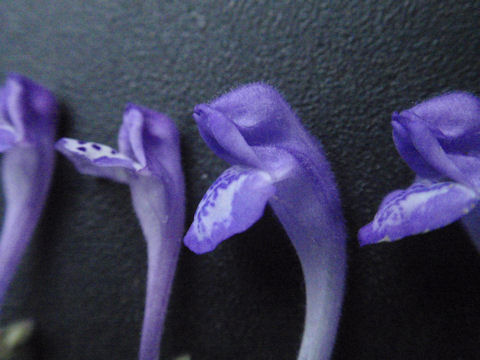 f:id:chuumeikun:20160512004721j:plain f:id:chuumeikun:20160512004721j:plain