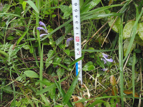 f:id:chuumeikun:20160512005621j:plain f:id:chuumeikun:20160512005621j:plain