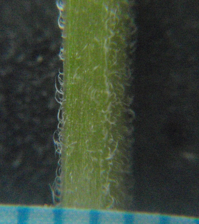 f:id:chuumeikun:20160512005834j:plain f:id:chuumeikun:20160512005834j:plain