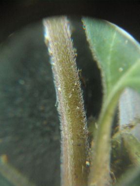 f:id:chuumeikun:20160512005931j:plain f:id:chuumeikun:20160512005931j:plain