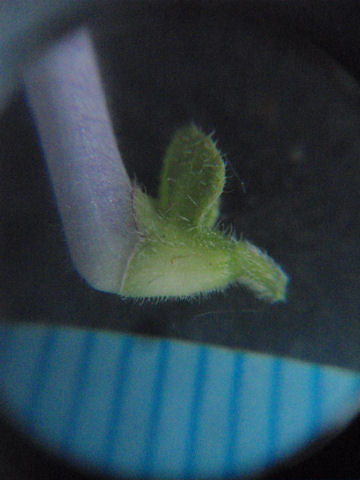 f:id:chuumeikun:20160512010040j:plain f:id:chuumeikun:20160512010040j:plain