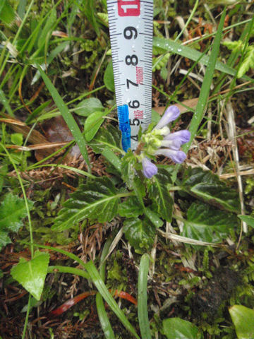 f:id:chuumeikun:20160512010252j:plain f:id:chuumeikun:20160512010252j:plain