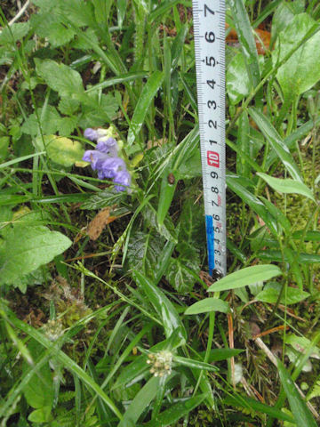 f:id:chuumeikun:20160512010522j:plain f:id:chuumeikun:20160512010522j:plain