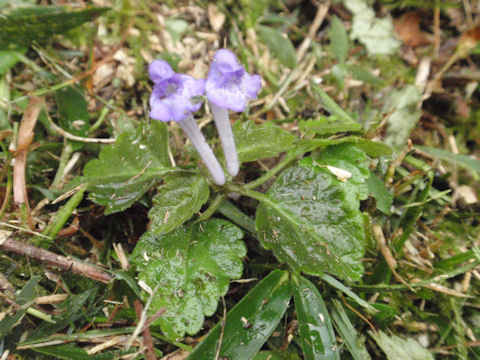 f:id:chuumeikun:20160512010851j:plain f:id:chuumeikun:20160512010851j:plain