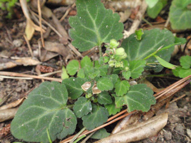 f:id:chuumeikun:20160512010945j:plain f:id:chuumeikun:20160512010945j:plain