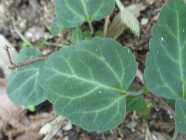 f:id:chuumeikun:20160512011146j:plain f:id:chuumeikun:20160512011146j:plain