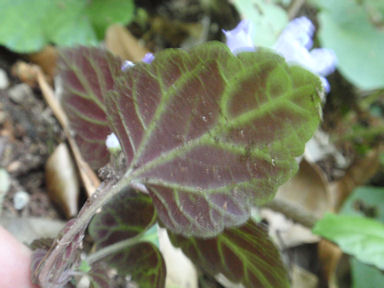 f:id:chuumeikun:20160512011212j:plain f:id:chuumeikun:20160512011212j:plain