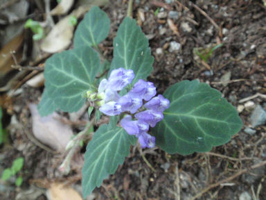 f:id:chuumeikun:20160512011242j:plain f:id:chuumeikun:20160512011242j:plain